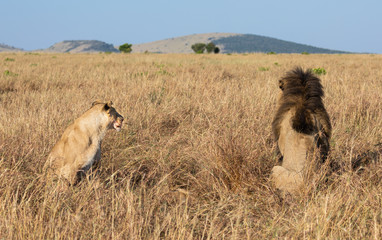 Portrait of male lion, Panthera leo, of the Sand River or Elawana Pride, from behind sitting with lioness in African landscape with tall grass, acacia tree, hill, and safari vehicle in far distance