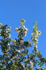 Apple tree branches in bloom against the blue sky