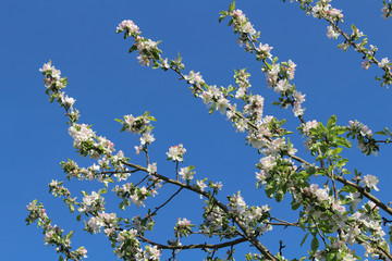 Apple tree branches in bloom against the blue sky
