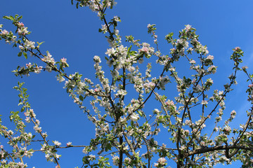 Apple tree branches in bloom against the blue sky