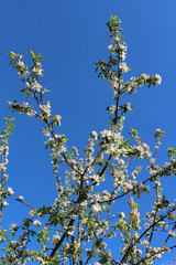 Apple tree branches in bloom against the blue sky