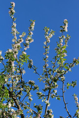 Apple tree branches in bloom against the blue sky