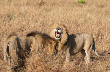 lose up portrait of Sand River or Elawana Pride male lion, Panthera leo, yawning and showing his teeth while standing in the tall grass of Masai Mara