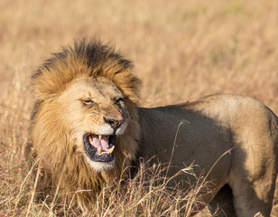 lose up portrait of Sand River or Elawana Pride male lion, Panthera leo, yawning and showing his teeth while standing in the tall grass of Masai Mara