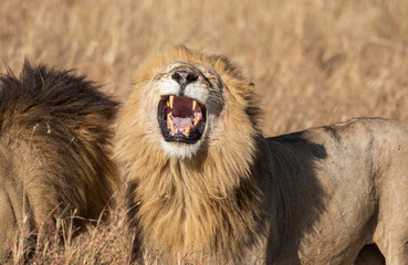 Close up portrait of Sand River or Elawana Pride male lion, Panthera leo, yawning and showing teeth while standing next to his brother in tall grass of Masai Mara