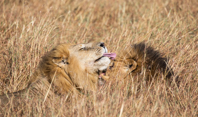Close up portraits of heads of two Elawana or Sand River male lion, Panthera leo, brothers grooming each others' faces surrounded by tall grass of Masai Mara in Kenya