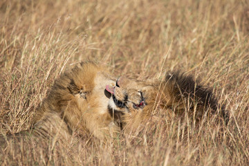 Close up portraits of heads of two Elawana or Sand River male lion, Panthera leo, brothers grooming each others' faces surrounded by tall grass of Masai Mara in Kenya