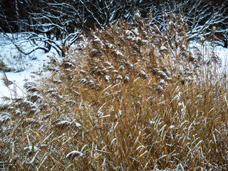 Snow-covered grass