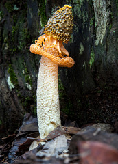 Mushroom in Australia Veil Phallus multicolor