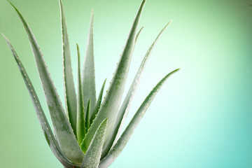 Aloe Vera closeup. Aloevera plant on green with blue background. Natural organic renewal cosmetics, alternative medicine. Skincare concept