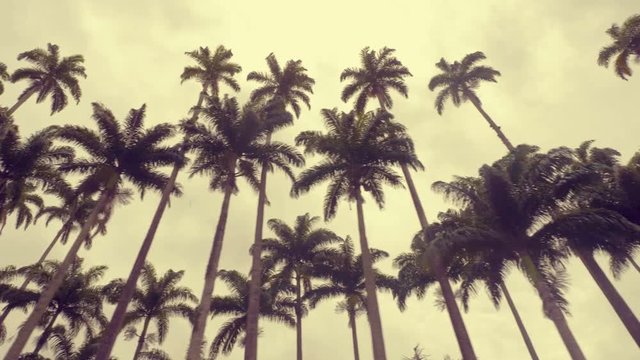 Royal palms, symbol of Rio de Janeiro, Brazil. Low angle shot