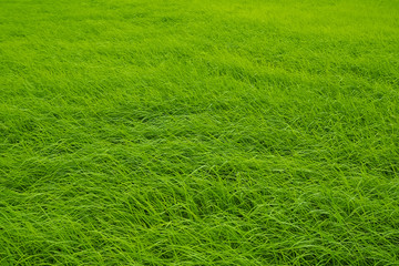 Close-up rice terrace field and drew drop in the morning