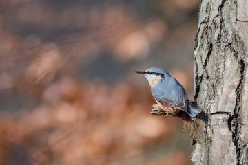 Eurasian nuthatch