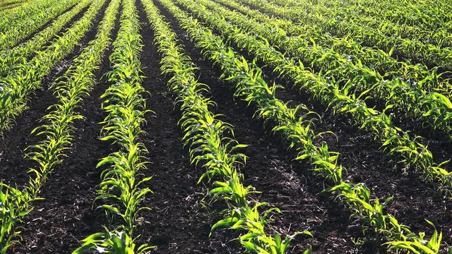 Young corn plants in wind, cultivated agricultural crop field