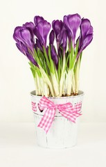 Purple crocus in small white bucket with ribbon at white wooden table against white wall