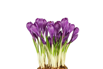 Purple crocus flowers isolated on white background