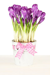 Purple crocus in small aluminum bucket on white background        