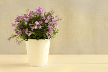 Fototapeta na wymiar Campanula Portenschlagiana in small white bucket at white toned wooden table against concrete wall