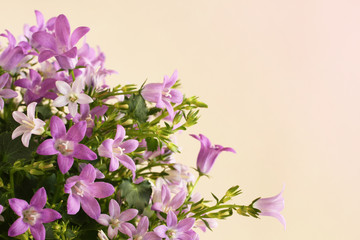 Campanula Portenschlagiana bush isolated on pink background