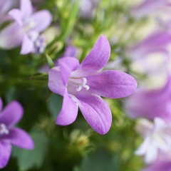 Fototapeta premium Lilac flowers on campanula portenschlagiana bush. Closeup