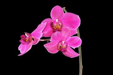 Purple Orchid (Phalaenopsis) isolated on black