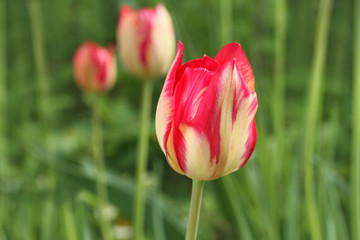 Pink with white tulips against green grass background 