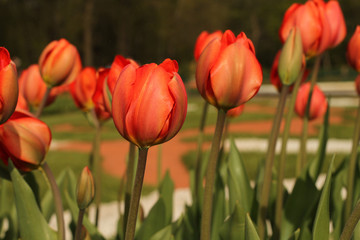 Orange tulips in the park against green grass background 