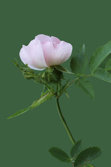 Pink wild rose flower on light green background