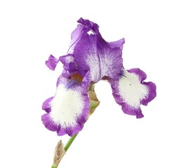 Violet iris flower isolated on white background