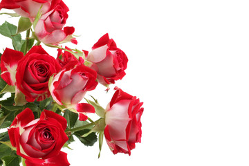 Bouquet of red roses isolated on white background