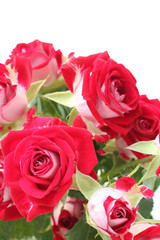 Bouquet of red roses isolated on white background