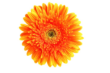 Orange gerbera on white background