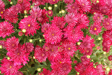 Small magenta chrysanthemum flowers on bush. Closeup                