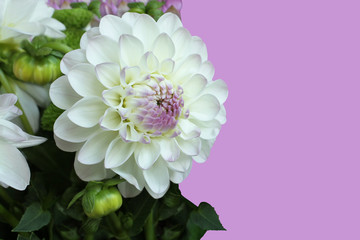White with pink dahlia on lilac background
