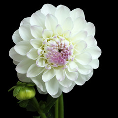White with pink dahlia on black background               