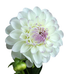 White and pink dahlia