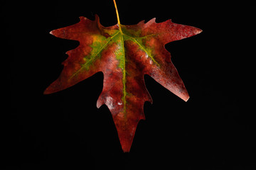 Fototapeta premium sycamore leaf in autumn 