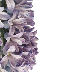Gently purple hyacinth flower isolated on white background
