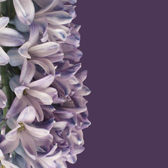 Gently purple hyacinth flower isolated on lilac background