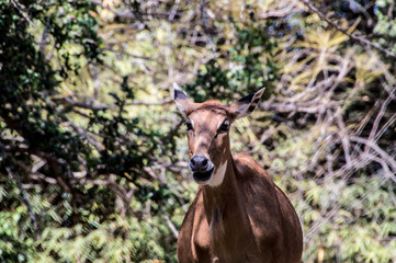 animal, wildlife, mammal, nature, antelope, wild, buck, impala, brown, grass, antlers, safari, elk, stag, goat, horns, horn, fur, wilderness, forest, white, ecology, animals, green