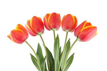 Five red tulips with yellow edges of petals isolated on white background