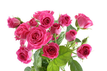 Bouquet of small pink roses isolated on white background
