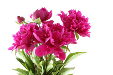Bouquet of dark pink peonies on white background