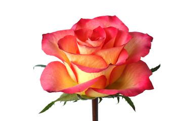 Yellow with red rose on white background