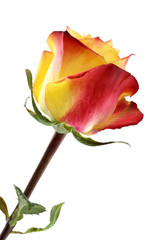 Yellow rose with red edges of petals on white background