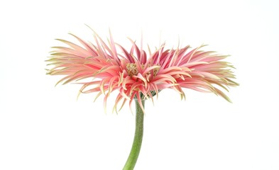 Light pink gerbera on white background