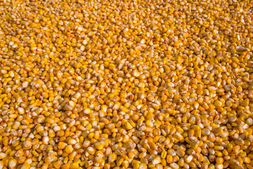 Corn seeds. Natural textured background. 