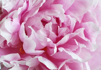 Pink peony flower. Macro. Closeup