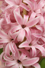 Opened light pink hyacinth flower. Closeup. Macro