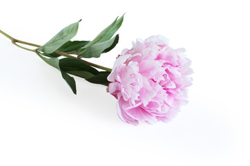 Light pink peony flower lying on white table. Closeup
